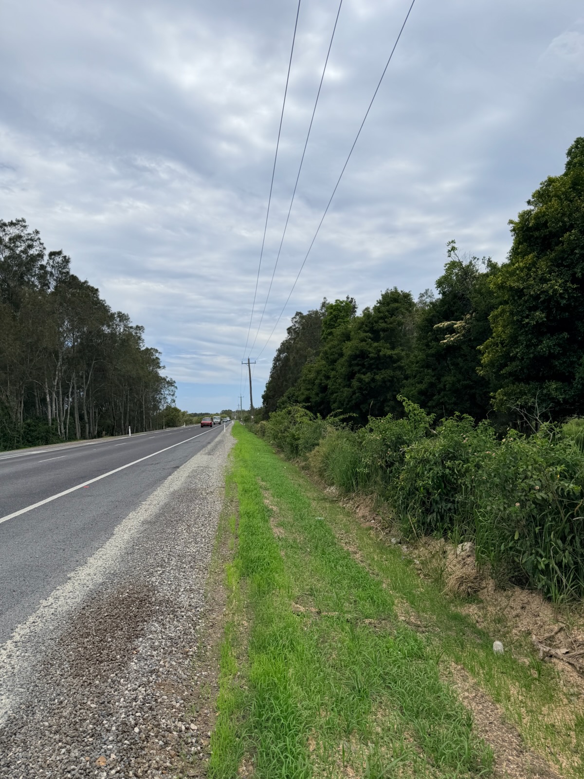 Hydromulched roadside, Northern NSW
